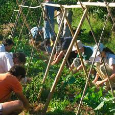 Cultivos orgánicos