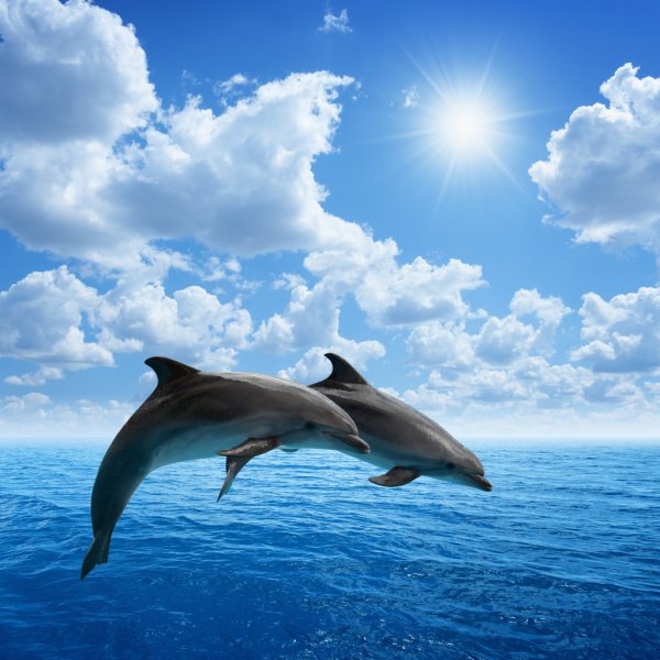 Delfines